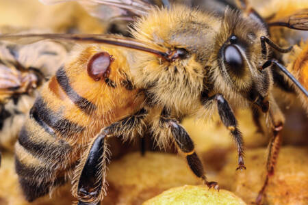 Varroa taking a toll on bee breeders.