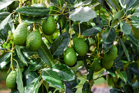 Oversupply of avocados has farmers begging consumers to eat more