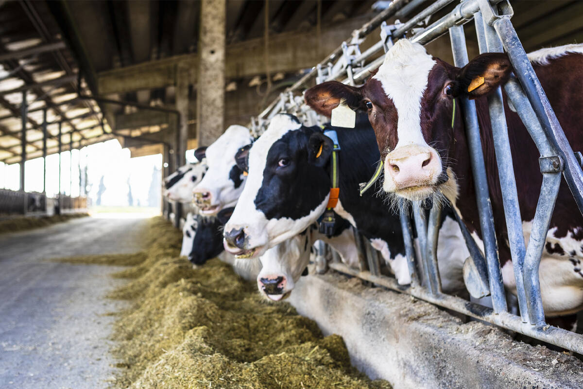 Article image for Farmers crying out for assistance on foot and mouth disease