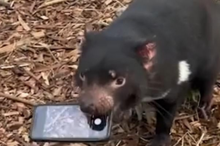 WATCH | Cheeky Tasmanian devil steals visitor’s phone