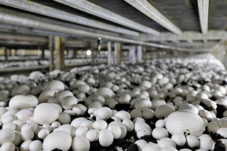Old Holden plant to become a mushroom growing facility