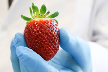 Breeding a new flavour of strawberries