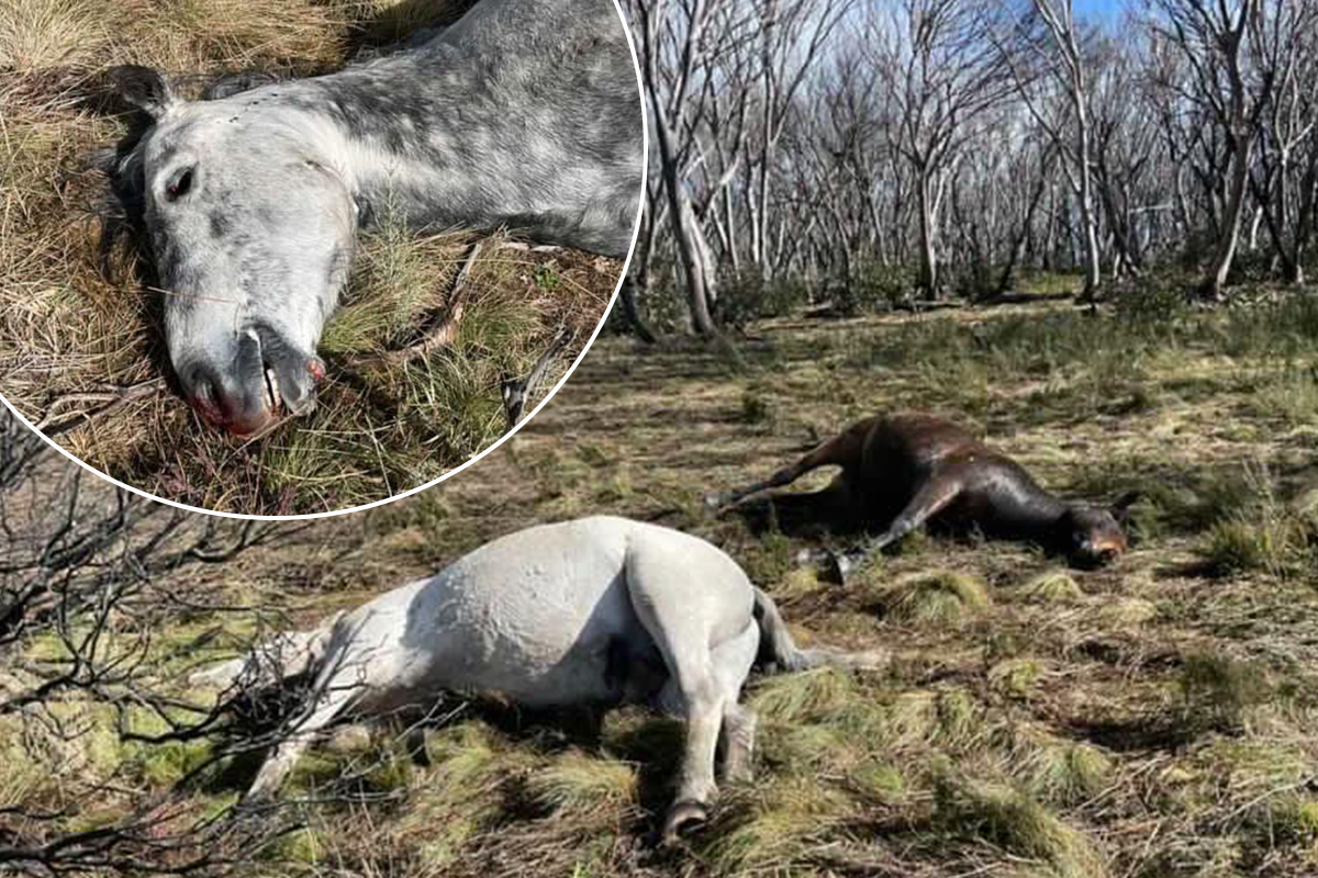 Article image for Environment Minister breaks silence on brumby slaughter