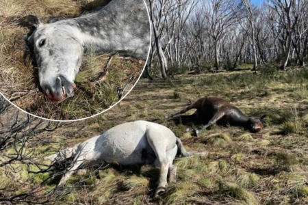Environment Minister breaks silence on brumby slaughter