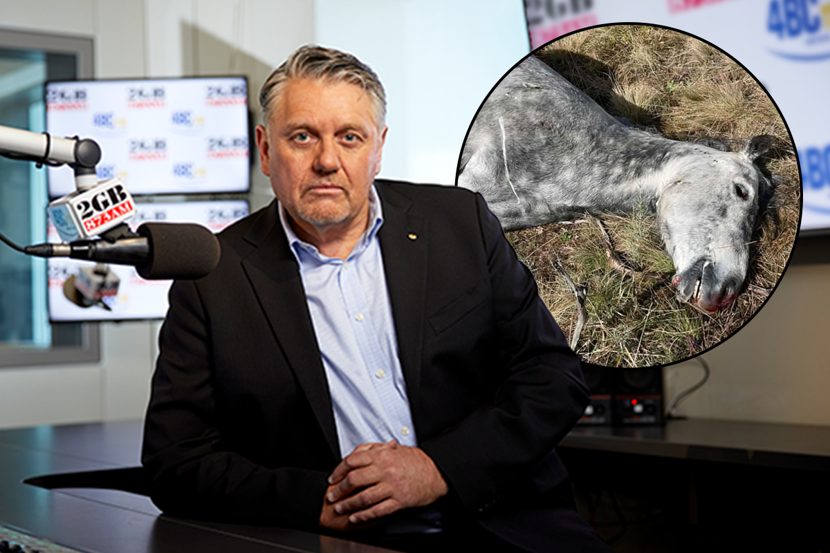 Article image for Ray Hadley’s steely vow to Minister after ‘cruel’ slaughter of brumbies