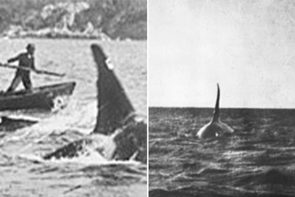 Article image for How a festival pays tribute to the famous whale ‘Old Tom’