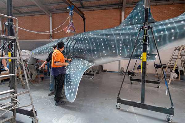 Article image for The ‘remarkable’ process behind latest shark models at Australian Museum