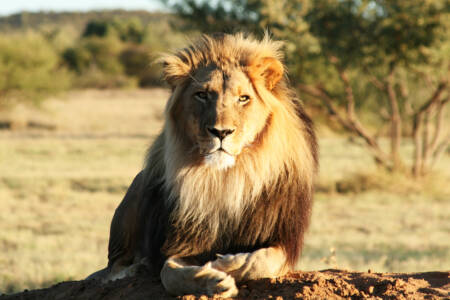 Lions break out of Taronga Zoo enclosure