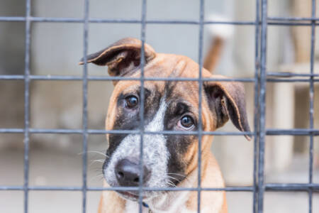 Animal shelter’s funding plea