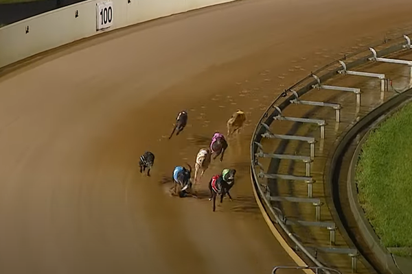 Article image for WATCH | Greyhound startled mid-race for a bizarre reason