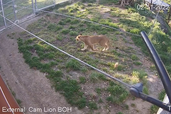 Article image for Watch: Footage from Taronga Zoo shows how five lions escaped