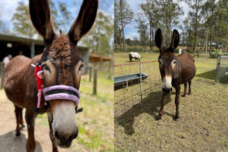Sick donkey saved after extraordinary 900km journey
