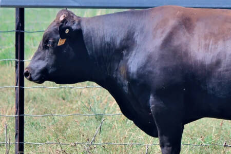 The most expensive cow in Australian History