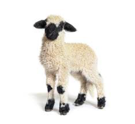 The world's cutest sheep on show