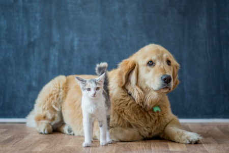 Pet Health with Bondi Vet Dr Kate Adams