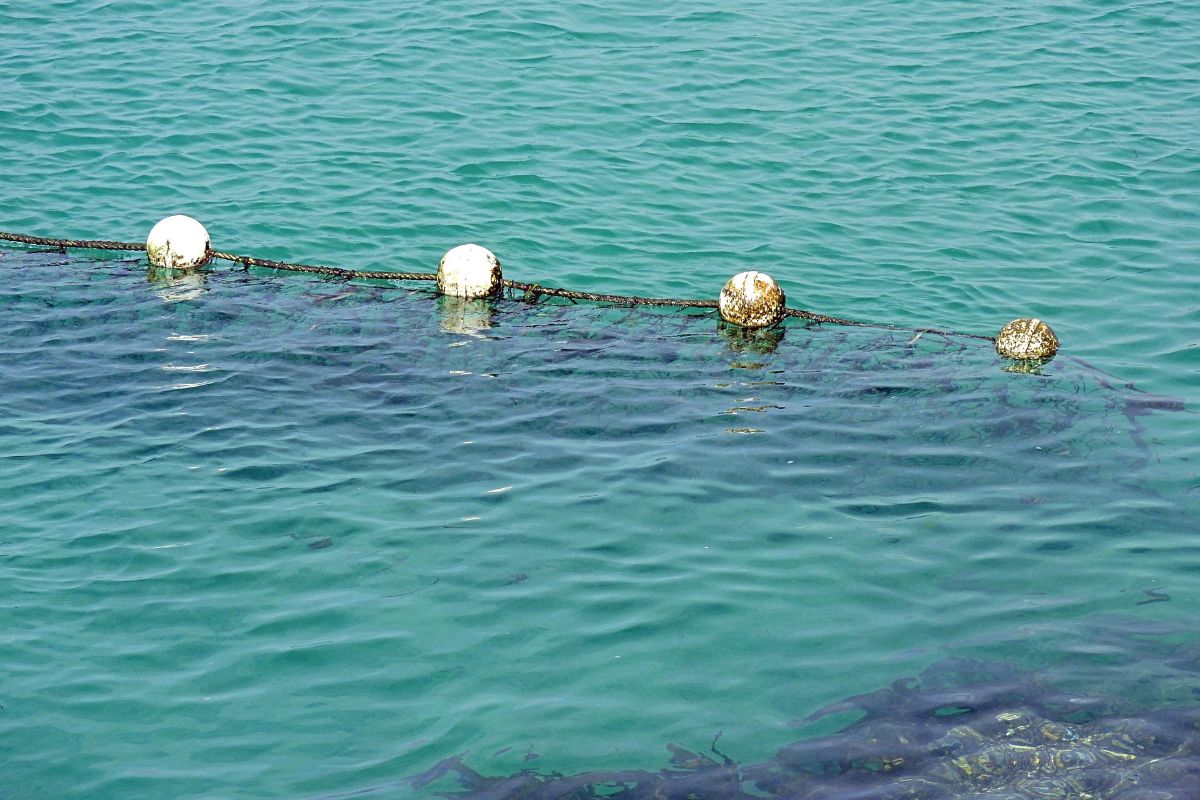 Debating the cost of safety Shark nets or marine life?