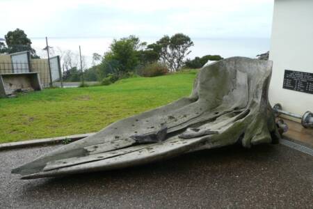The GIANT whale skull stolen from the Eden Killer Whale Museum