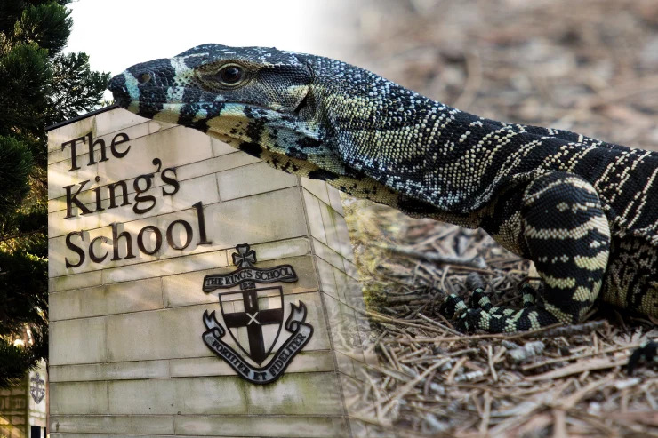 Article image for EXCLUSIVE: King’s headmaster breaks silence on animal cruelty case