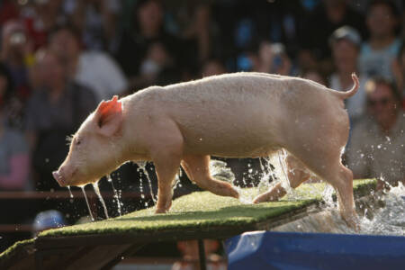 PIGS are getting pampered at the Sydney Royal Easter Show