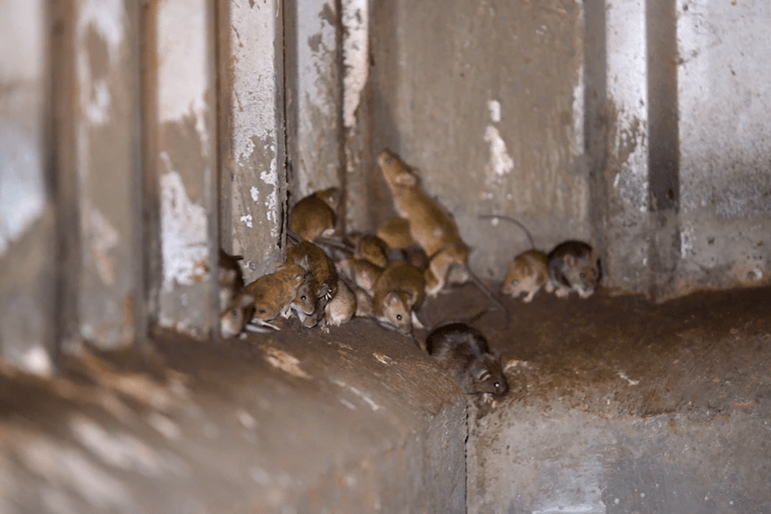 Article image for ‘I can HEAR them’: Farmer warns of another mouse plague