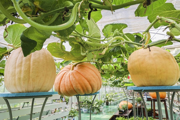 Article image for Easter Show pumpkin weighs in at a whopping 100kgs