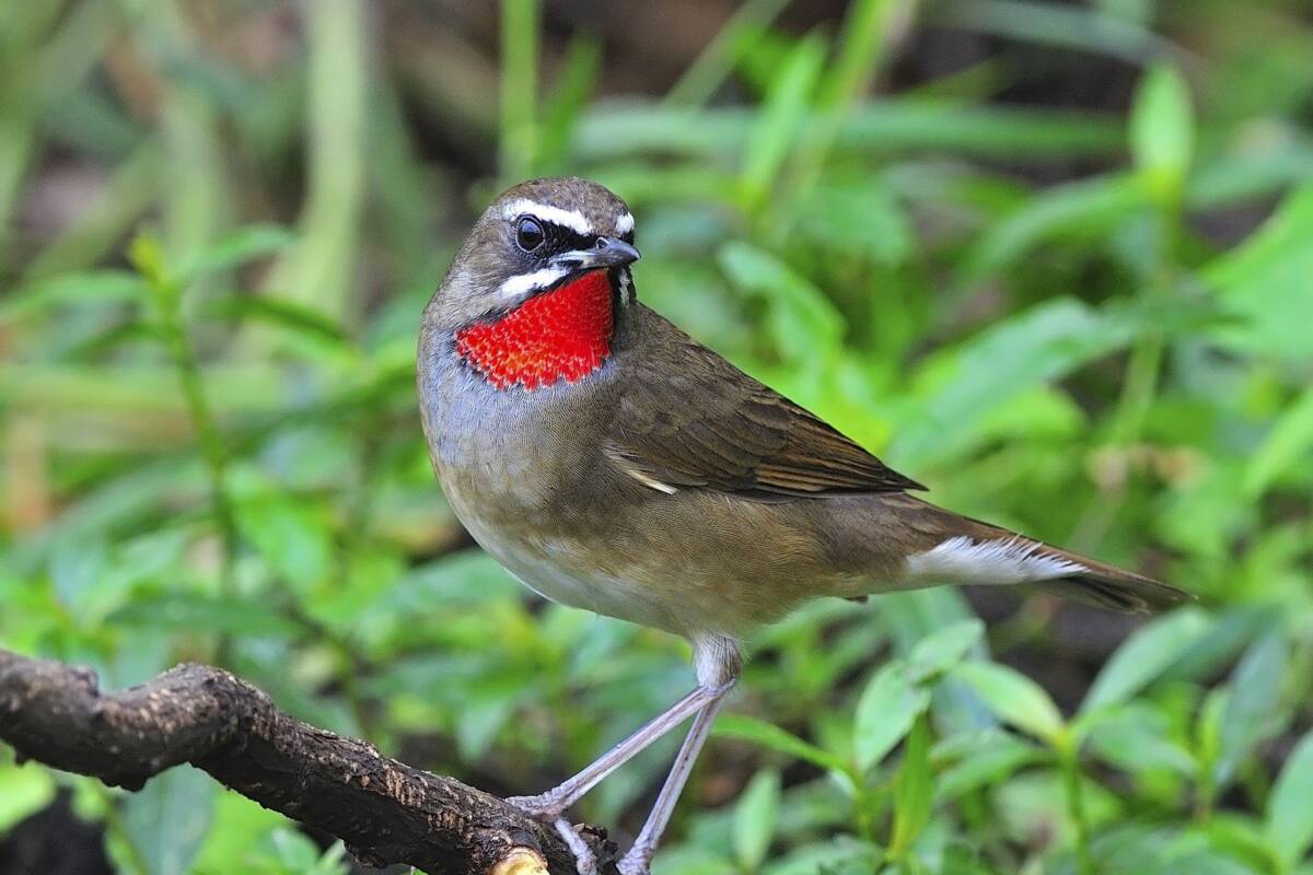 Article image for Rare Russian bird spotted in Australia for the first time