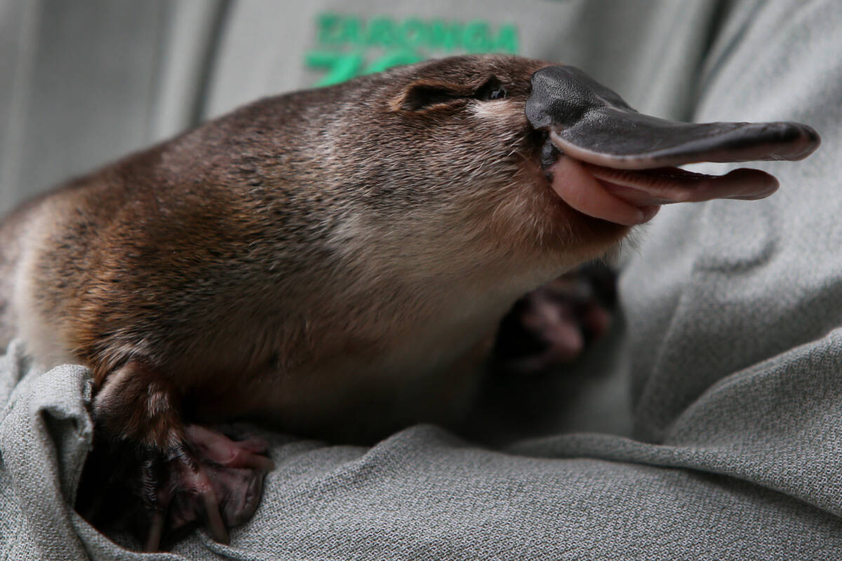 Article image for Platypuses return to Sydney’s Royal National Park after 50 years