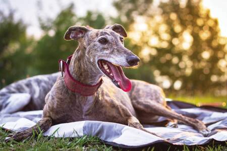 US Police and Greyhounds Australasia join forces to provide PTSD pets
