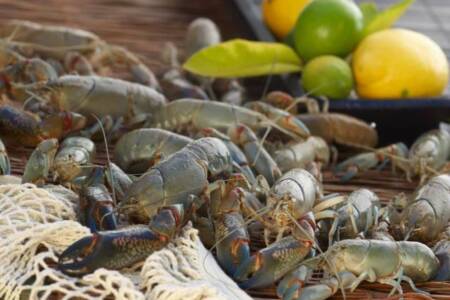 China ramps up their home-grown counterfeit ‘Aussie lobsters’