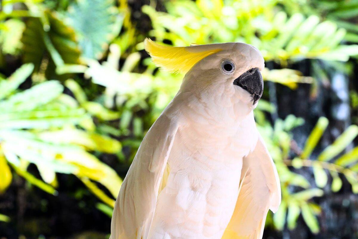 Article image for Campbelltown Council declares WAR on cockatoos