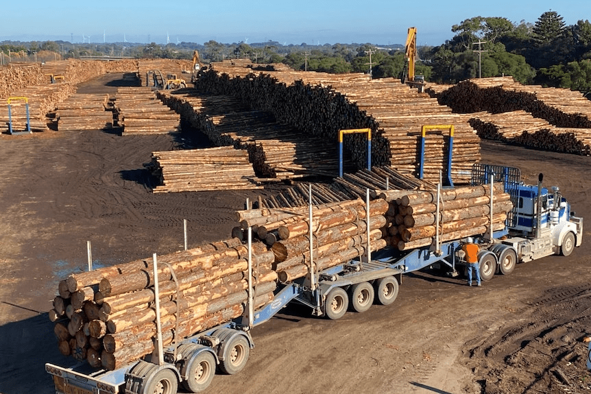 Article image for Australia restores $1.6 BILLION timber trade with China!