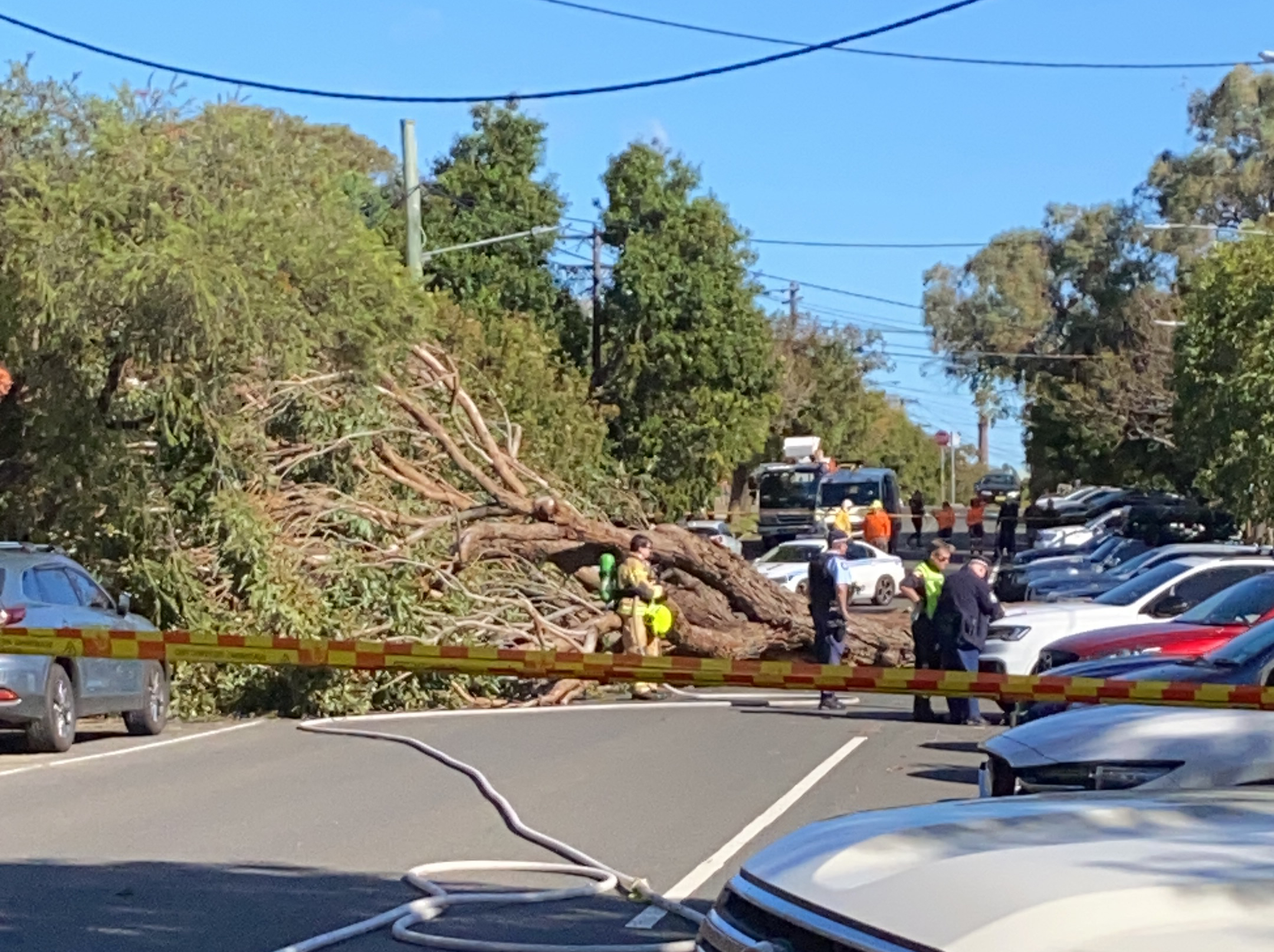 Massive tree falls in Annandale Power lines down