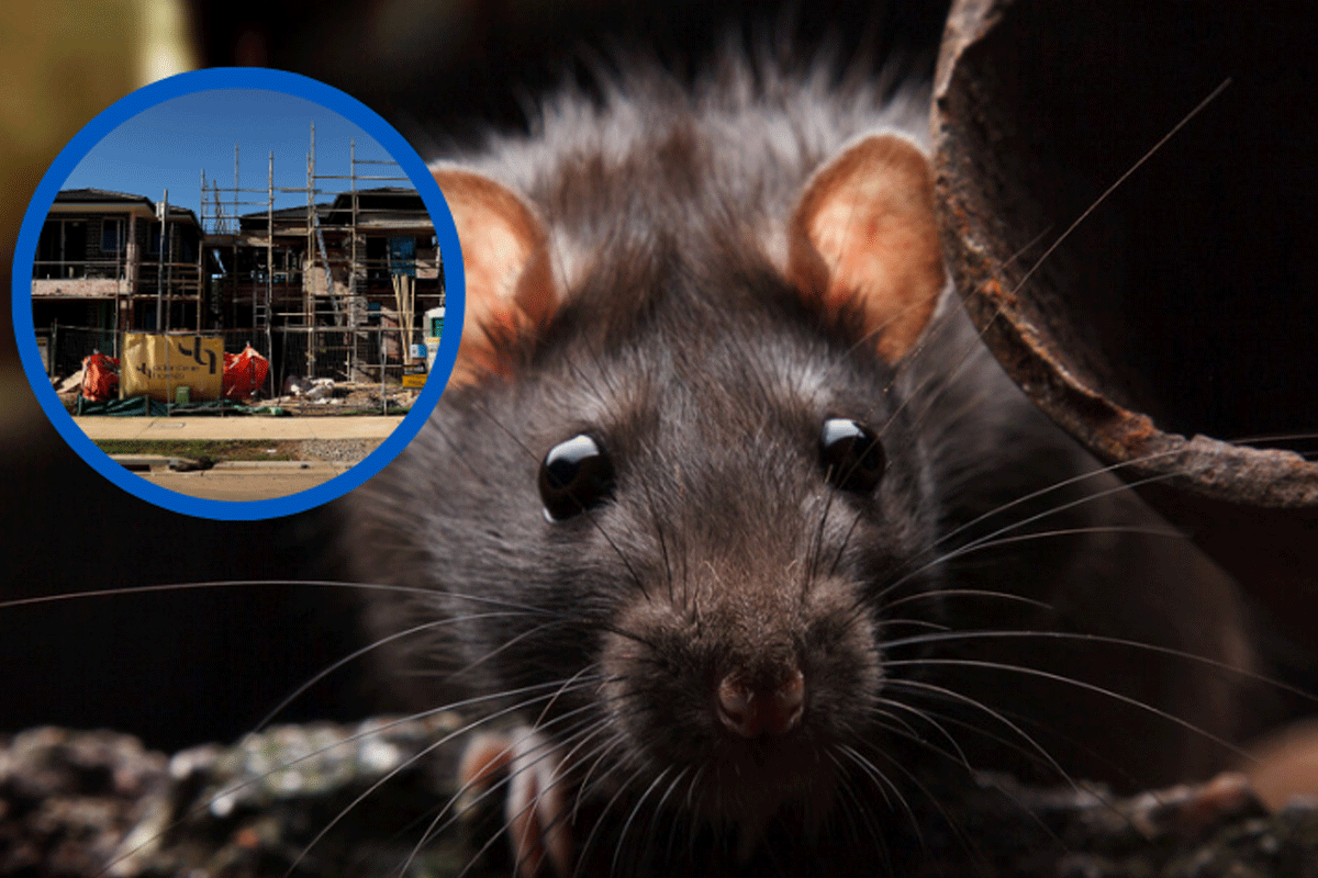 Article image for The construction dilemma behind Sydney suburb’s rodent outbreak
