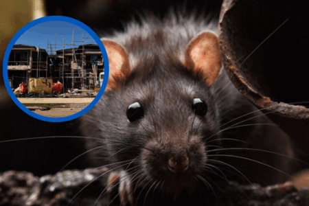 The construction dilemma behind Sydney suburb’s rodent outbreak