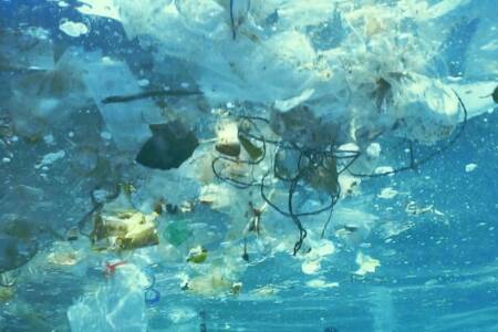 70% reduction of plastic bags affects Sydney Harbour