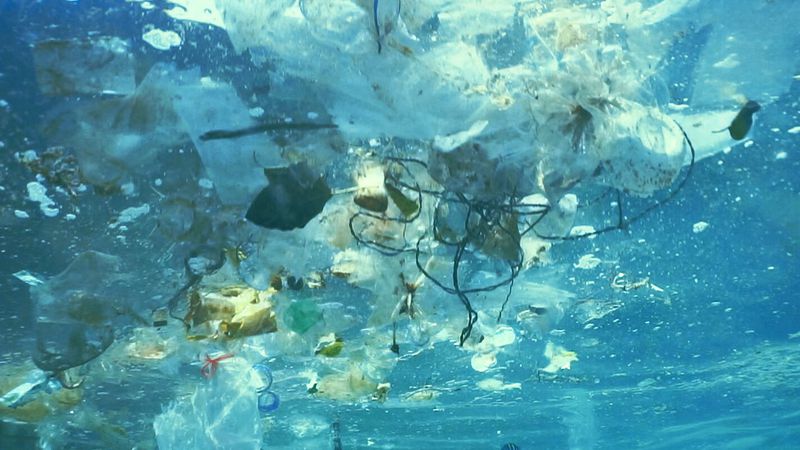Article image for 70% reduction of plastic bags affects Sydney Harbour