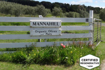 The path of Australia’s first regenerative olive farmer