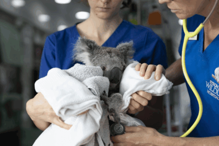 EXCLUSIVE: NSW government to ditch all funding for crucial wildlife hospital