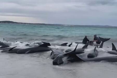 More than 50 whales dead after beach stranding