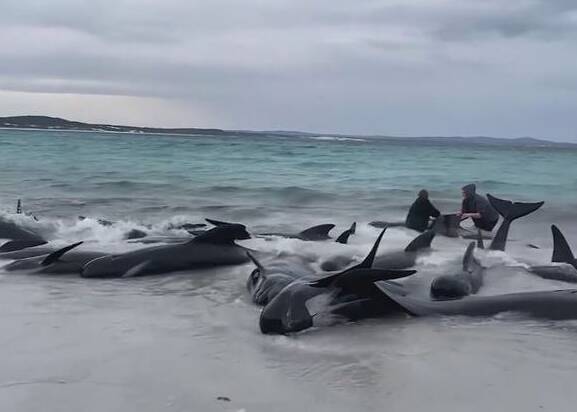 Article image for More than 50 whales dead after beach stranding