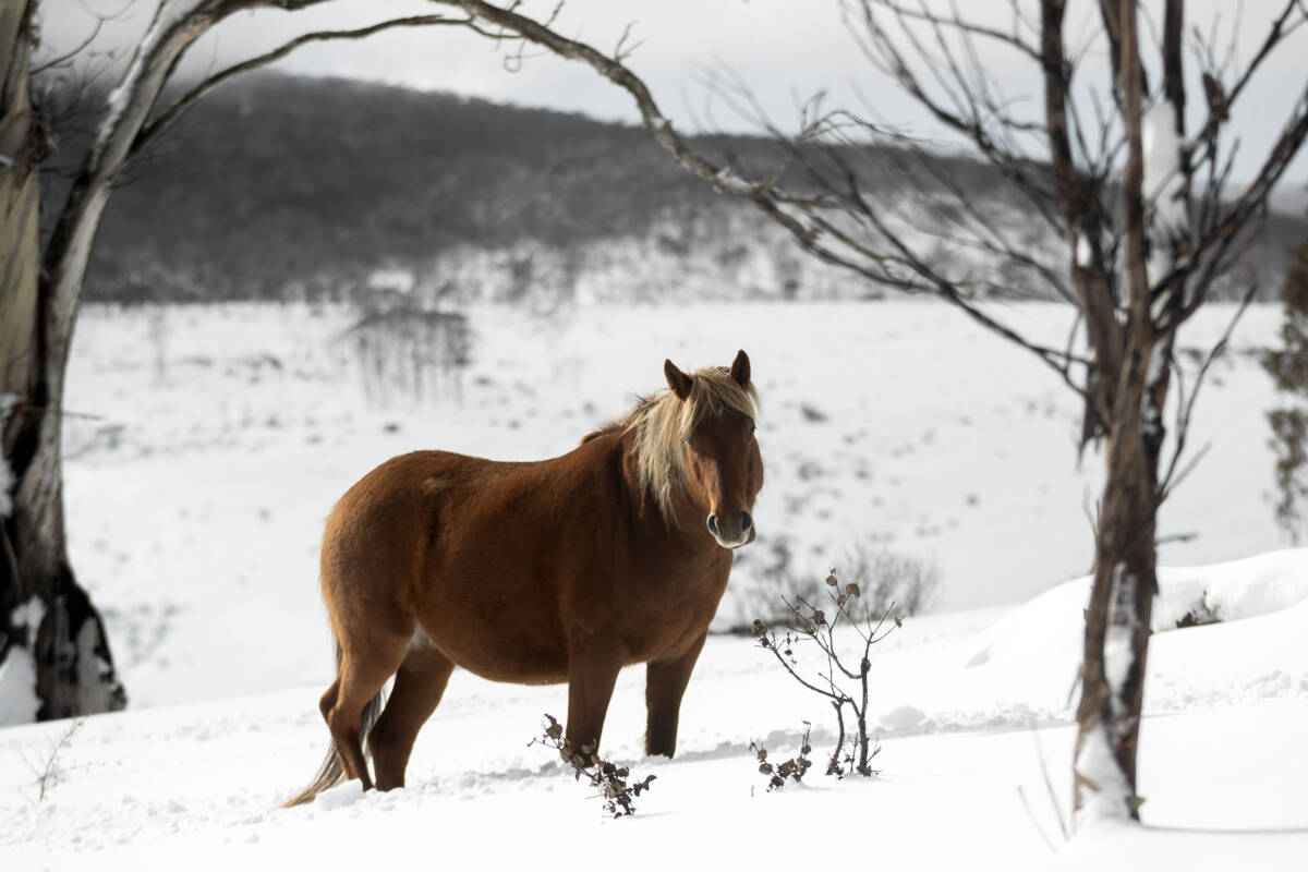 Article image for ‘Biological impossibility’: Equine scientist rejects brumby count figures