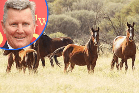 ‘Dreadful practice’: Iconic actor blasts controversial brumby shooting plan