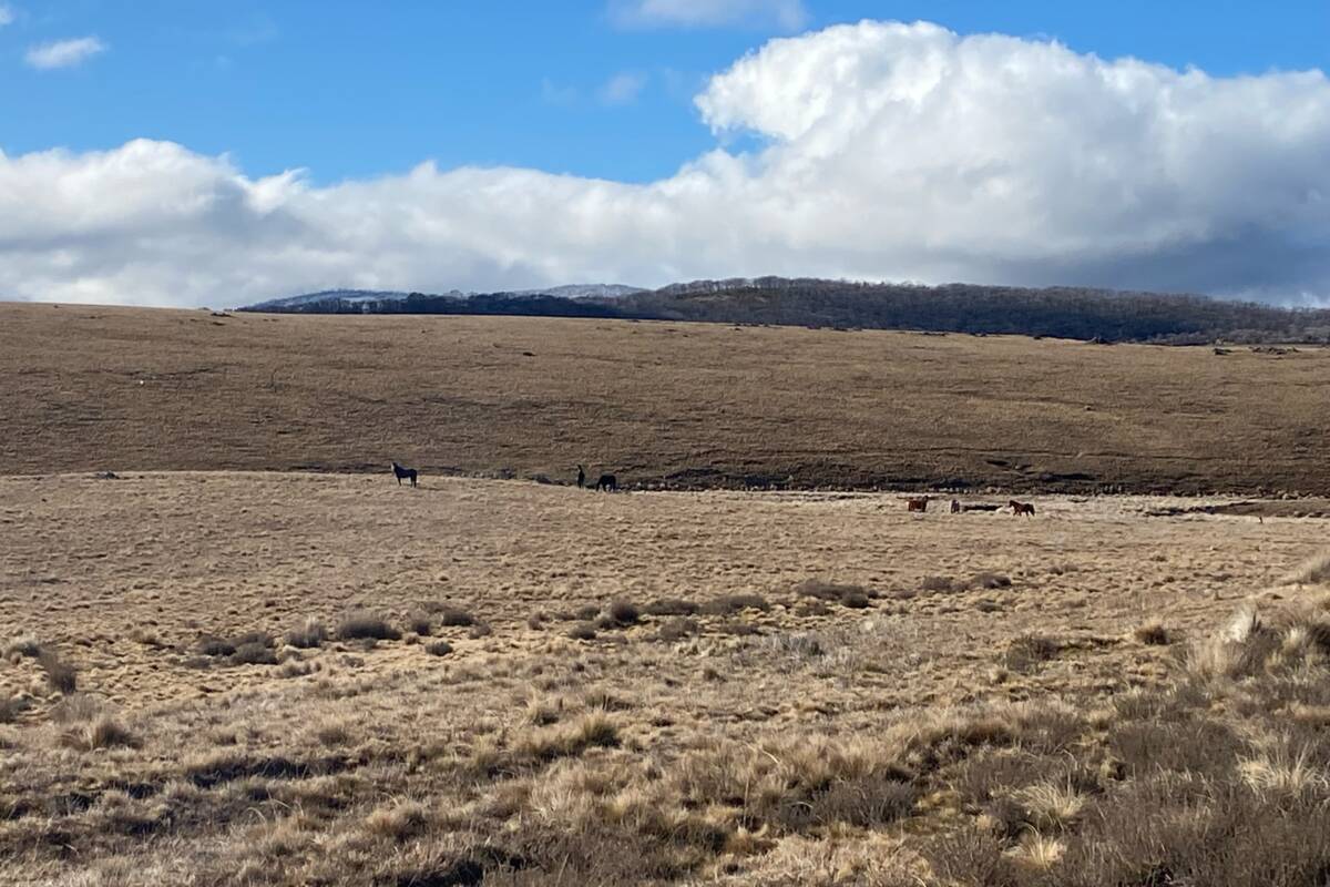 Article image for NSW Parliament to discuss aerial shootings of Brumbies