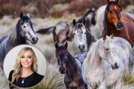 ‘Disgusting’: Animal Justice Party MLC challenges proposed brumby shootings