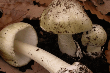‘Whodunnit’: Latest developments in killer mushroom case