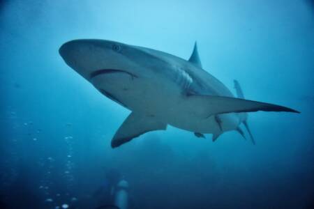 Shark attack survivor dismisses shark nets as good idea to curb incidents