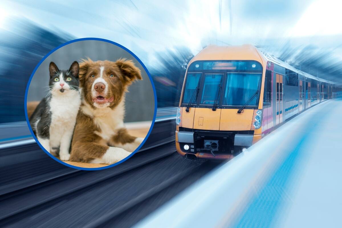 Article image for Animal Justice Party begin campaign to allow pets on public transport