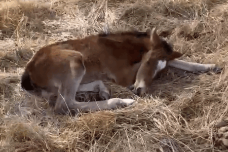 Brumby culling laid bare as foals struggle to survive