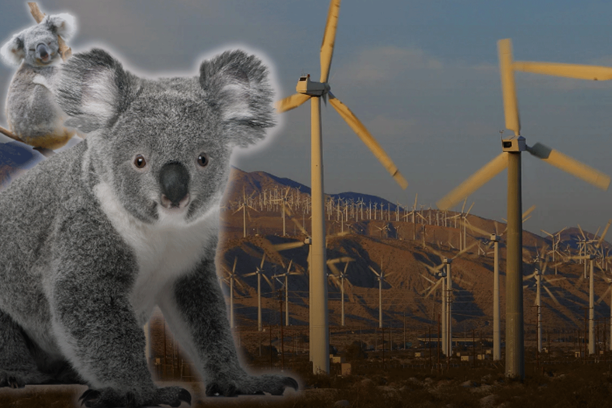 Article image for ‘Sledgehammer’ – Shocking plan for injured animals at new wind farm