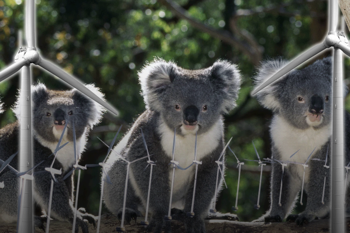 Article image for ‘Killing koalas’ – Wind farm has euthanasia plan for animals